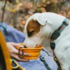 TNF™ Collapsible Pet Bowl TNF™ Collapsible Pet Bowl