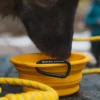 TNF™ Collapsible Pet Bowl TNF™ Collapsible Pet Bowl